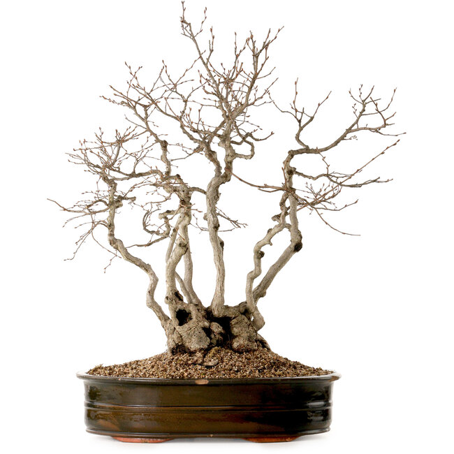 Carpinus coreana, 70 cm, ± 35 años, con un nebari de 20 cm