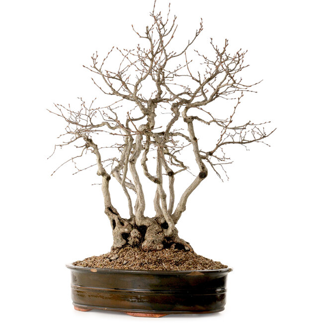 Carpinus coreana, 70 cm, ± 35 Jahre alt, mit einem Nebari von 20 cm