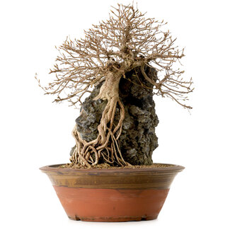 Carpinus coreana, 55 cm, ± 25 años