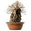 Carpinus coreana, 55 cm, ± 25 ans