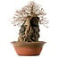 Carpinus coreana, 55 cm, ± 25 Jahre alt