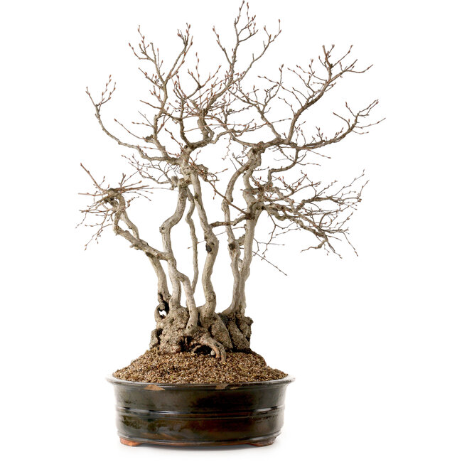 Carpinus coreana, 70 cm, ± 35 anni, con nebari di 20 cm