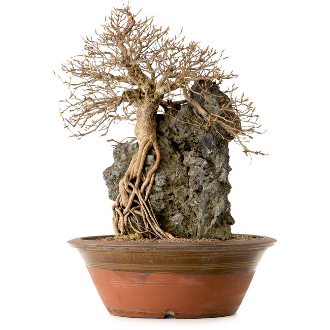 Carpinus coreana, 55 cm, ± 25 anni