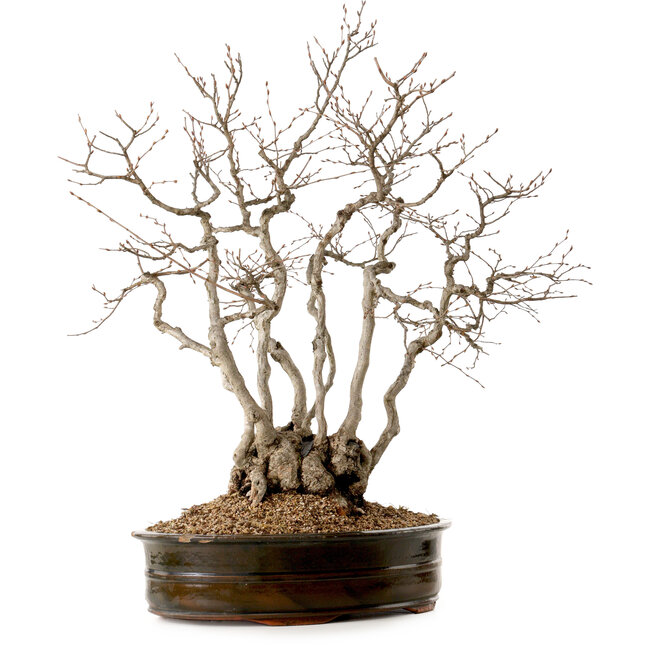 Carpinus coreana, 70 cm, ± 35 anni, con nebari di 20 cm