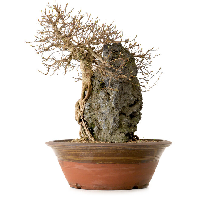 Carpinus coreana, 55 cm, ± 25 ans