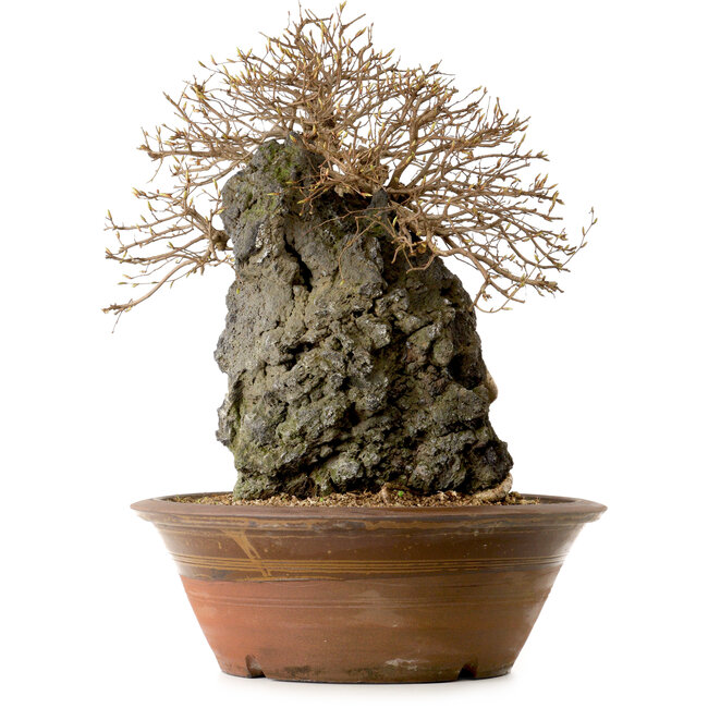 Carpinus coreana, 55 cm, ± 25 jaar oud