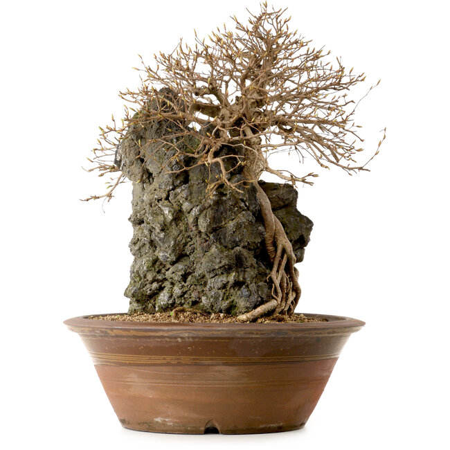 Carpinus coreana, 55 cm, ± 25 Jahre alt