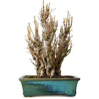 Ginkgo Biloba, 70 cm, ± 40 ans