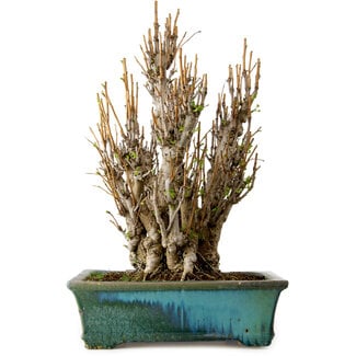 Ginkgo Biloba, 70 cm, ± 40 years old