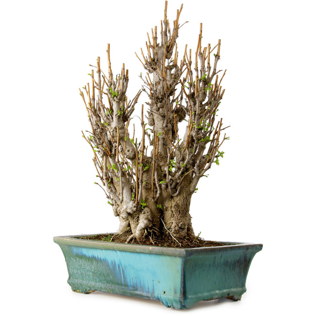 Ginkgo Biloba, 70 cm, ± 40 jaar oud, met een nebari van 20 cm.