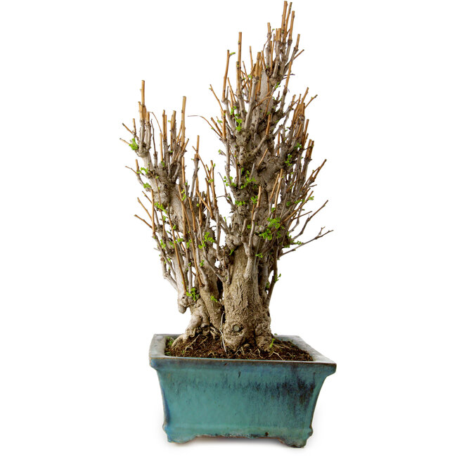 Ginkgo Biloba, 70 cm, ± 40 jaar oud, met een nebari van 20 cm.