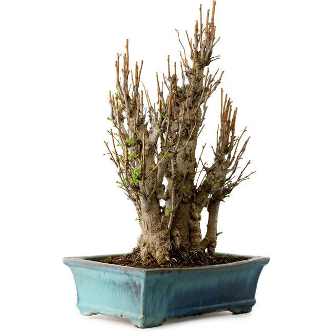 Ginkgo Biloba, 70 cm, ± 40 años, con un nebari de 20 cm