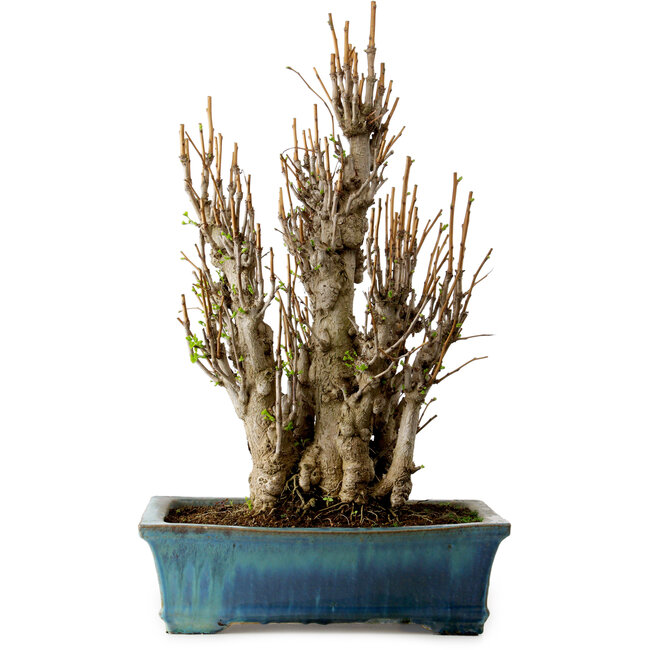 Ginkgo Biloba, 70 cm, ± 40 jaar oud, met een nebari van 20 cm.