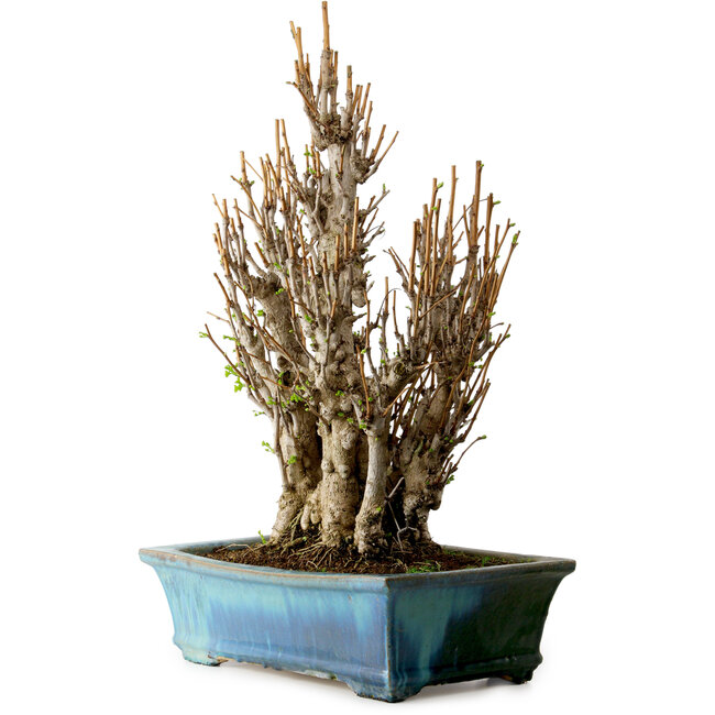 Ginkgo Biloba, 70 cm, environ 40 ans, avec un nebari de 20 cm