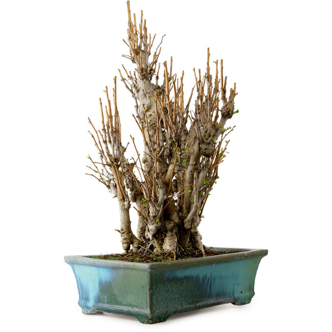 Ginkgo Biloba, 70 cm, ± 40 anni, con nebari di 20 cm