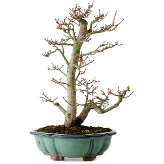 Acer palmatum Shishigashira, 46 cm, ± 25 years old