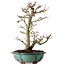 Acer palmatum Shishigashira, 46 cm, ± 25 anni, con nebari di 7 cm