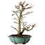 Acer palmatum Shishigashira, 46 cm, ± 25 ans, avec un nebari de 7 cm