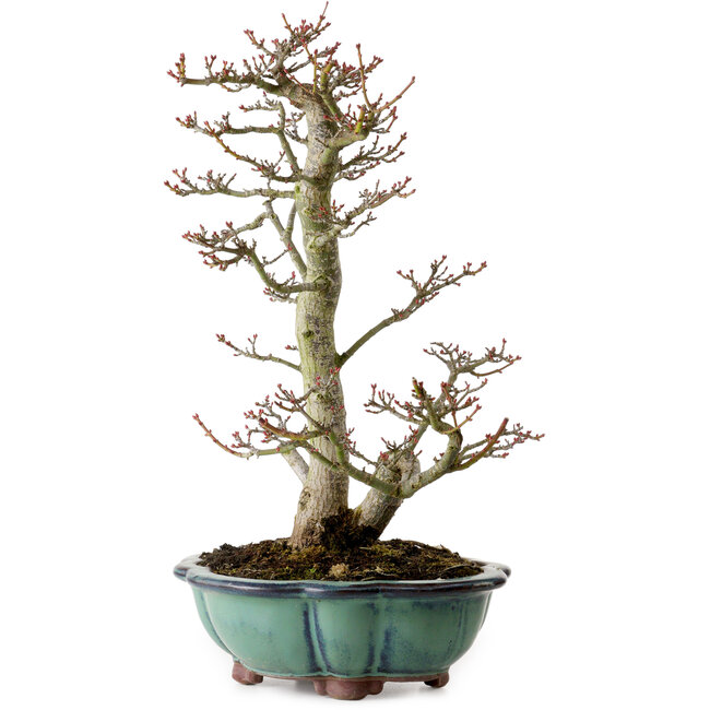 Acer palmatum Shishigashira, 46 cm, ± 25 ans, avec un nebari de 7 cm