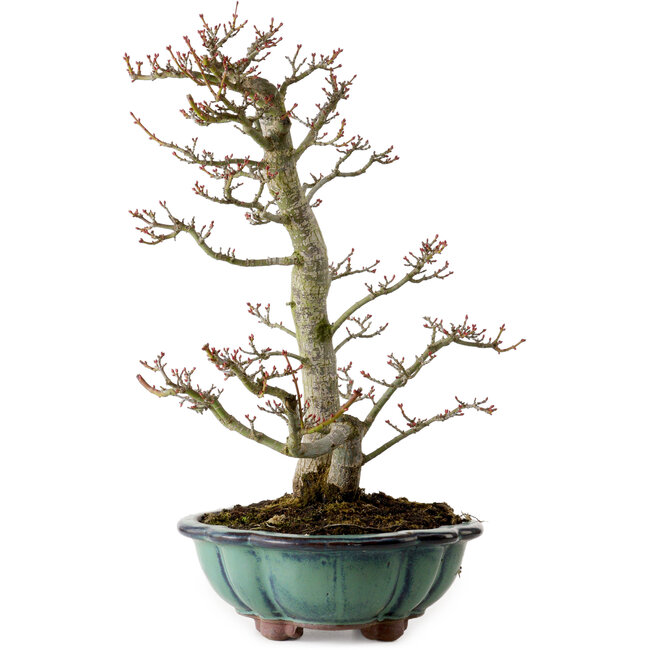 Acer palmatum Shishigashira, 46 cm, ± 25 ans, avec un nebari de 7 cm