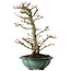 Acer palmatum Shishigashira, 46 cm, ± 25 jaar oud, met een nebari van 7 cm