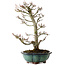 Acer palmatum Shishigashira, 46 cm, ± 25 anni, con nebari di 7 cm