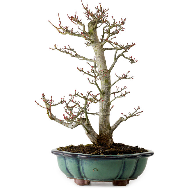 Acer palmatum Shishigashira, 46 cm, ± 25 Jahre alt, mit einem Wurzelhals von 7 cm