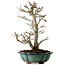 Acer palmatum Shishigashira, 46 cm, ± 25 ans, avec un nebari de 7 cm