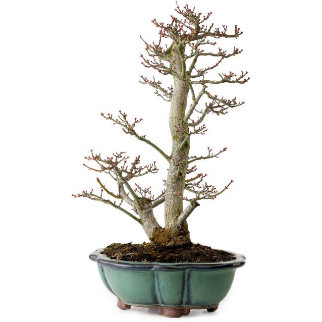 Acer palmatum Shishigashira, 46 cm, ± 25 ans, avec un nebari de 7 cm