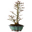 Acer palmatum Shishigashira, 46 cm, ± 25 jaar oud, met een nebari van 7 cm