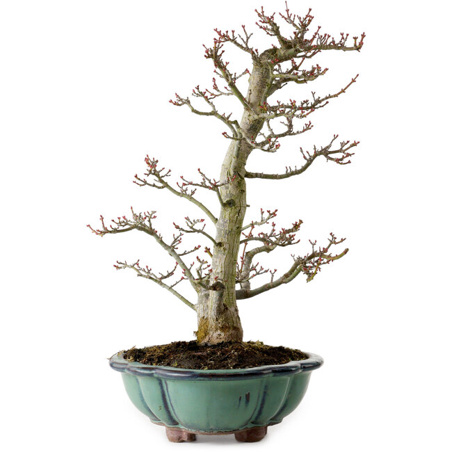 Acer palmatum Shishigashira, 46 cm, ± 25 anni, con nebari di 7 cm