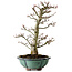 Acer palmatum Shishigashira, 46 cm, ± 25 años, con un nebari de 7 cm