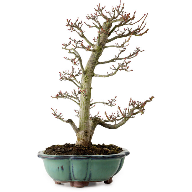 Acer palmatum Shishigashira, 46 cm, ± 25 Jahre alt, mit einem Wurzelhals von 7 cm