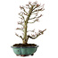 Acer palmatum Shishigashira, 46 cm, ± 25 años, con un nebari de 7 cm