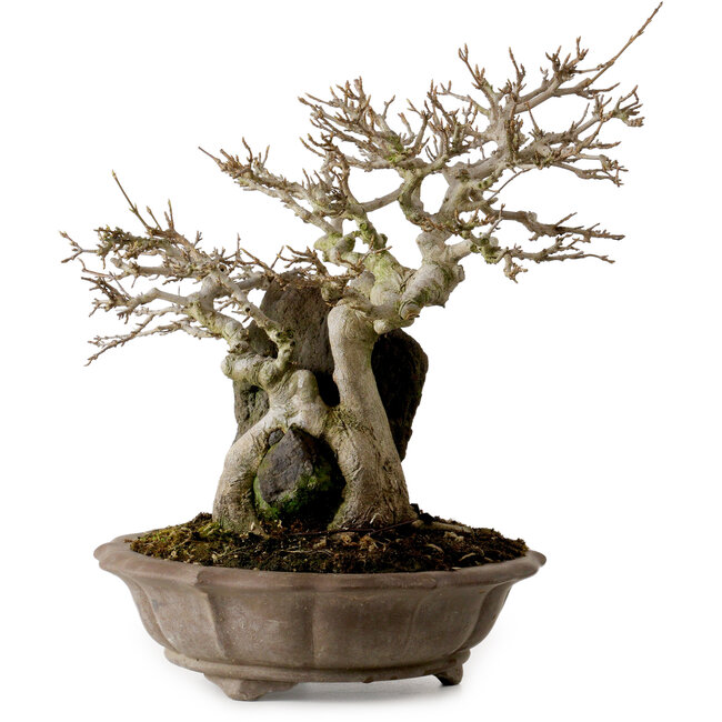 Acer buergerianum, 41 cm, ± 35 jaar oud