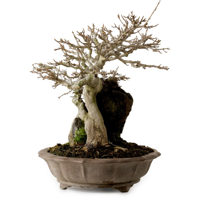 Acer buergerianum, 41 cm, ± 35 años