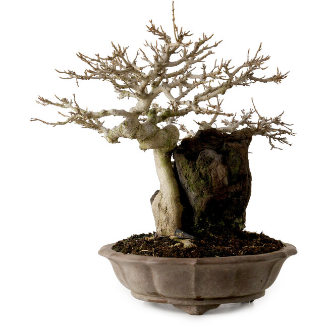 Acer buergerianum, 41 cm, ± 35 years old