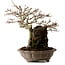 Acer buergerianum, 41 cm, ± 35 ans