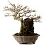 Acer buergerianum, 41 cm, ± 35 years old