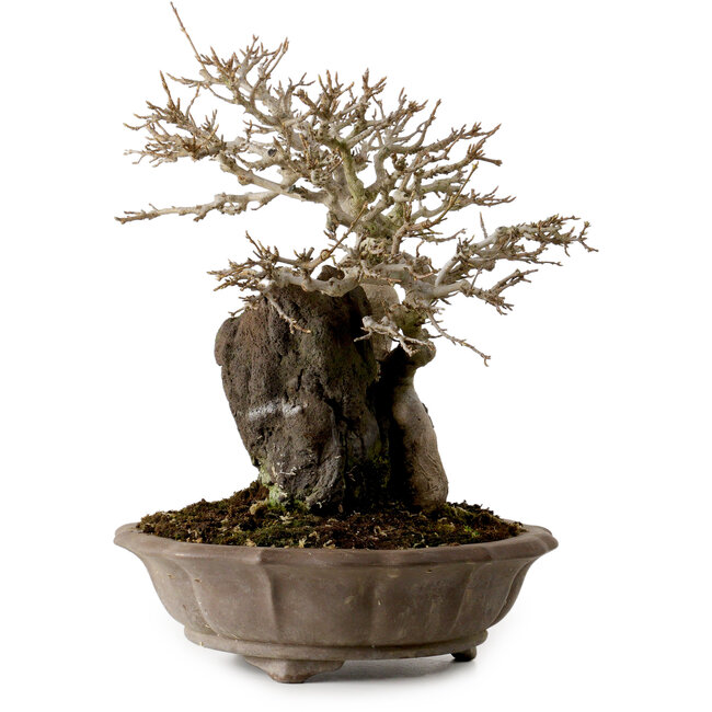 Acer buergerianum, 41 cm, ± 35 años