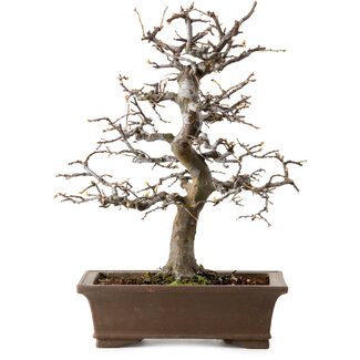 Pseudocydonia sinensis, 37 cm, ± 20 años de edad