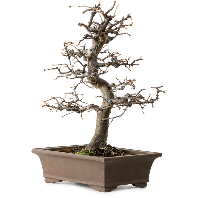 Pseudocydonia sinensis, 37 cm, ± 20 años de edad, con un nebari de 9 cm