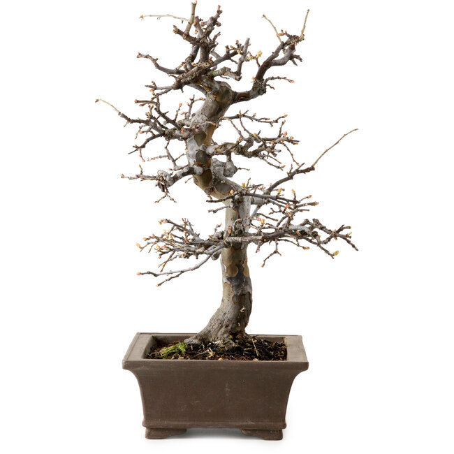 Pseudocydonia sinensis, 37 cm, ± 20 años de edad, con un nebari de 9 cm