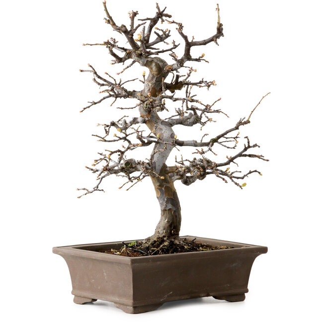 Pseudocydonia sinensis, 37 cm, ± 20 years old, with a nebari of 9 cm