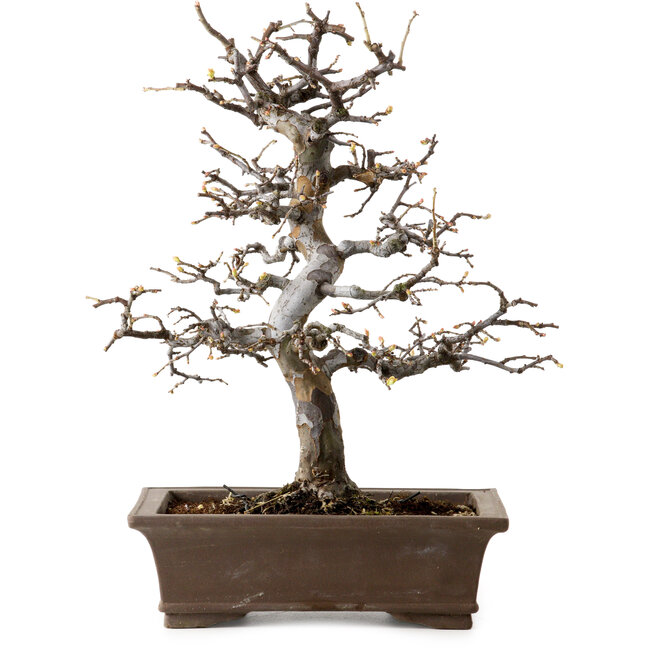 Pseudocydonia sinensis, 37 cm, ± 20 years old, with a nebari of 9 cm