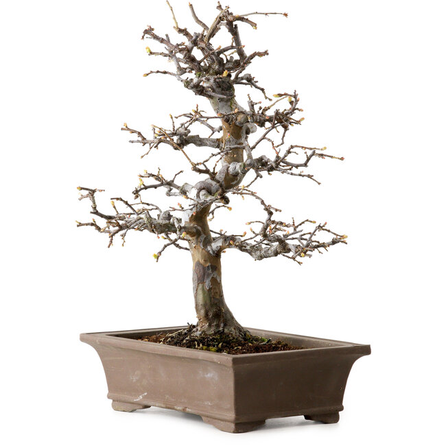 Pseudocydonia sinensis, 37 cm, ± 20 years old, with a nebari of 9 cm