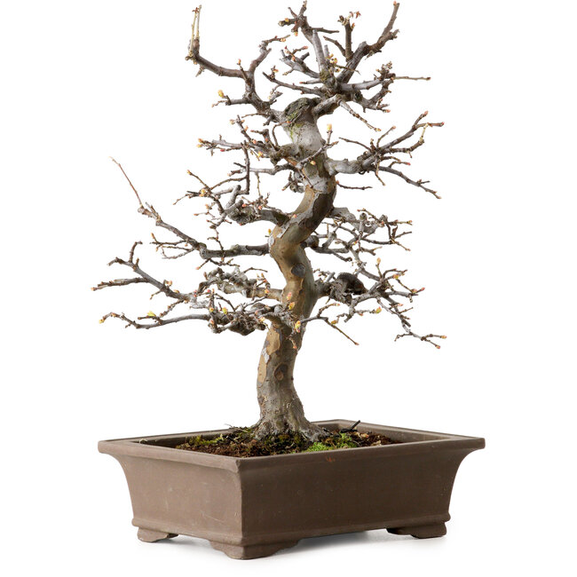 Pseudocydonia sinensis, 37 cm, ± 20 años de edad, con un nebari de 9 cm