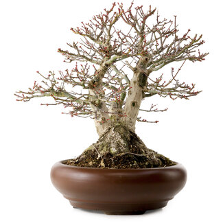 Acer palmatum Shishigashira, 37 cm, ± 35 Jahre alt