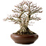 Acer palmatum Shishigashira, 37 cm, ± 35 years old, with a nebari of 24 cm