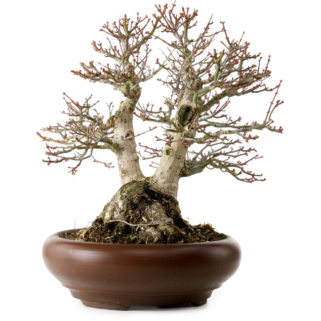 Acer palmatum Shishigashira, 37 cm, ± 35 años, con un nebari de 24 cm.